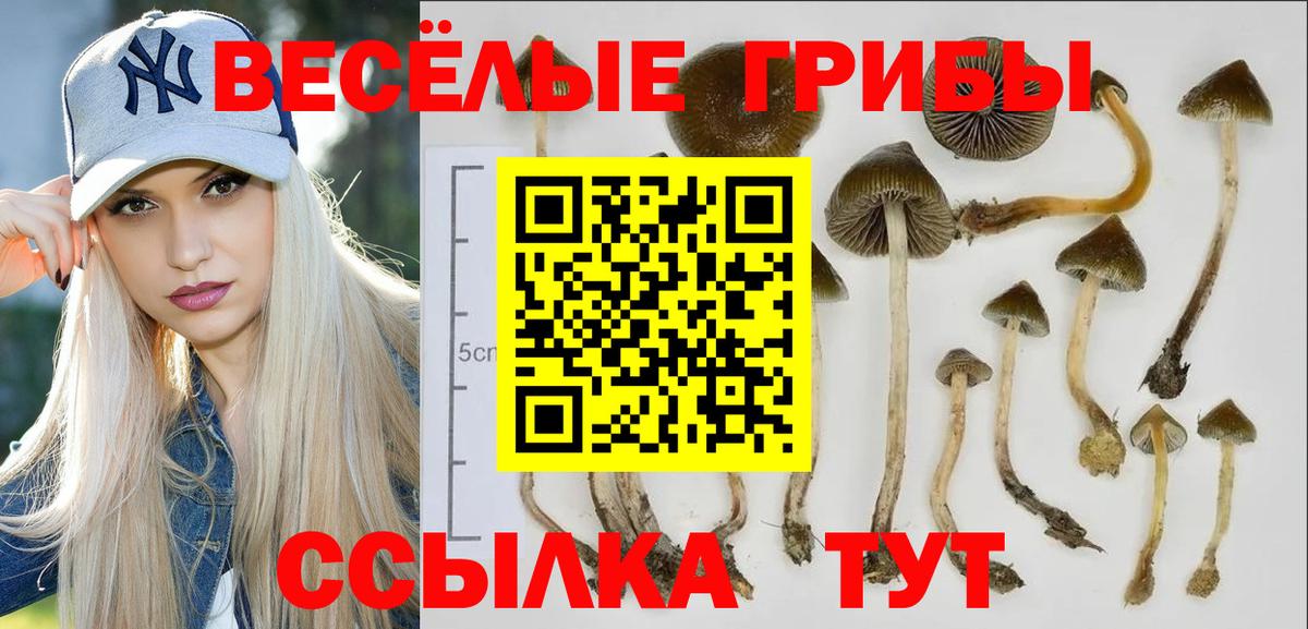 Лесной  Псилоцибиновые грибы Psilocybine cubensis  Вход с VPN 